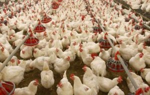 با حکم تعزیرات حکومتی استان؛  جریمه میلیاردی یک واحد تولید مرغ در کهگیلویه و بویراحمد