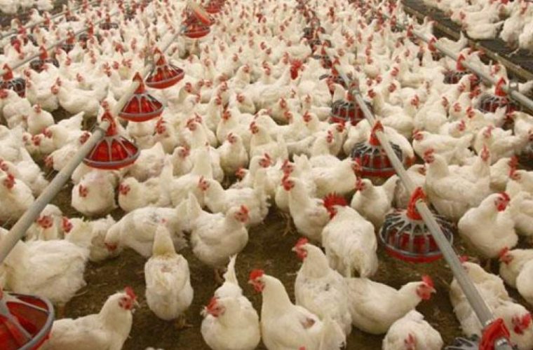 با حکم تعزیرات حکومتی استان؛  جریمه میلیاردی یک واحد تولید مرغ در کهگیلویه و بویراحمد