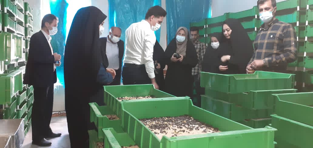 بازدید تیم تسهیلگری منظومه روستایی از روند اجرای طرح پرورش کرم میلورم در روستاهای گچساران