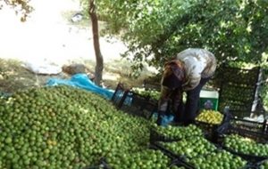 پیش بینی برداشت ۱۲هزارتن لیموترش ازباغات گچساران