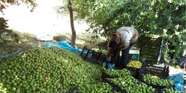 پیش بینی برداشت ۱۲هزارتن لیموترش ازباغات گچساران