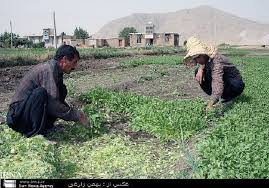 خبر خوش برای کشاورزان مناطق امامزاده جعفر و دهدشت غربی / طرح‌های آب‌رسانی استان شتاب می‌گیرد