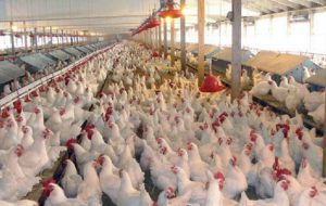 مدیر کل جهاد کشاورزی کهگیلویه و بویراحمد از برنامه های این سازمان برای تامین مرغ استان در تکمیل زنجیره تولید گوشت مرغ در گچساران خبرداد.