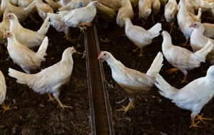 زنجیره تولید تا مصرف مرغ در کهگیلویه و بویراحمد درحال انجام است