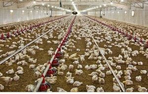 ۸۵۰هزار قطعه جوجه ریزی برای تأمین مرغ شب عید در کهگیلویه و بویراحمد انجام شد