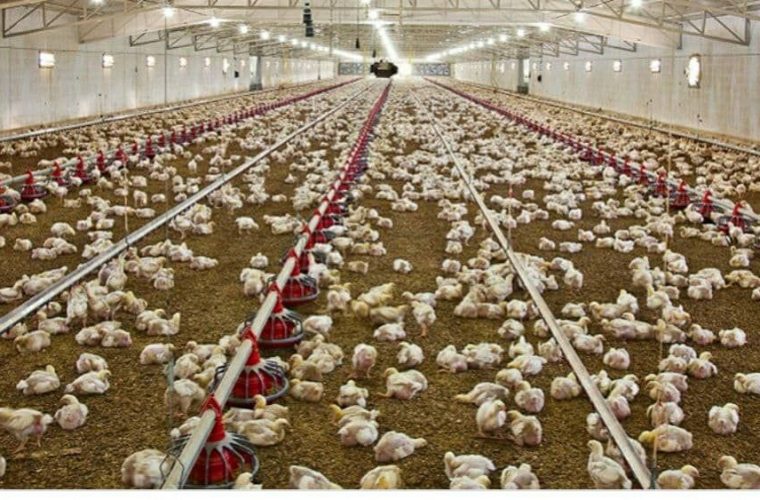 ۸۵۰هزار قطعه جوجه ریزی برای تأمین مرغ شب عید در کهگیلویه و بویراحمد انجام شد