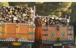 کشف ۲۰ تن چوب قاچاق در گچساران