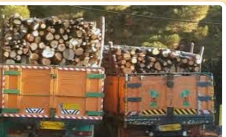 کشف ۲۰ تن چوب قاچاق در گچساران