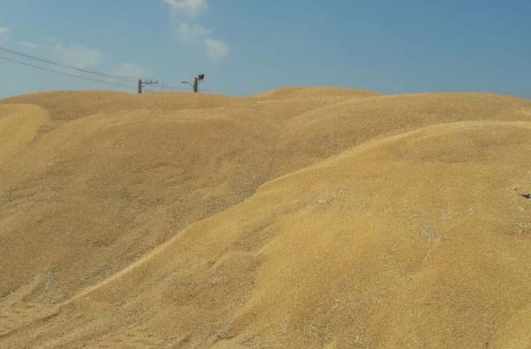بیش از ۱۶۳ میلیارد تومان برای خرید گندم در کهگیلویه و بویراحمد پرداخت شد