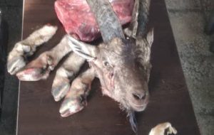 دستگیری شکارچیان و کشف لاشه کل وحشی در گچساران