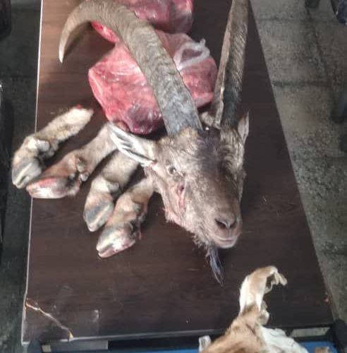 دستگیری شکارچیان و کشف لاشه کل وحشی در گچساران