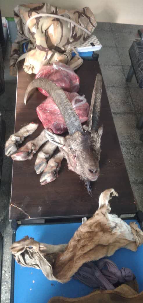 دستگیری شکارچیان و کشف لاشه کل وحشی در گچساران