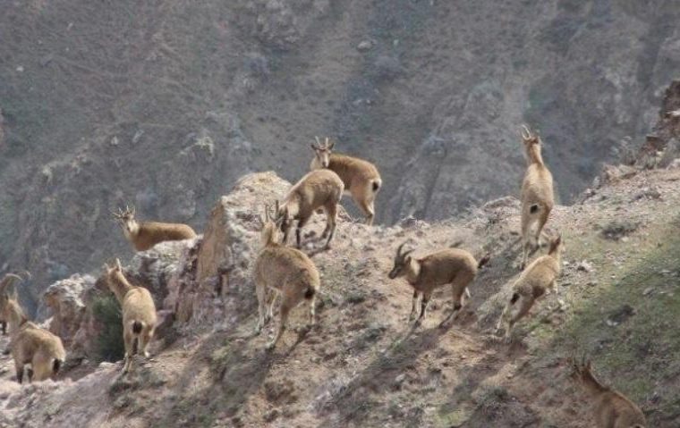 ضدعفونی و گند زدایی آبشخور‌های حیات وحش خائیز