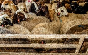 محکومیت ۱۳میلیارد ریالی قاچاقچی دام زنده در گچساران